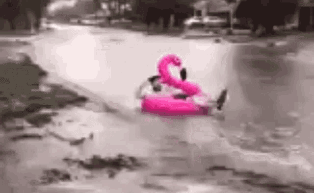 flamingo floaty in flood